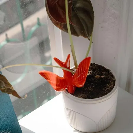 Daire Charming 1br With Terrace Praca Flores | By Airnest *